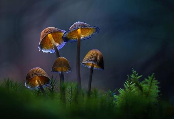 宣传片拍摄之微距拍摄 青岛传媒公司